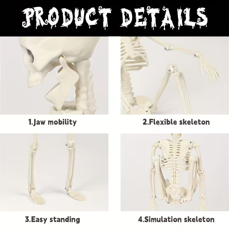Skeleton Plastic Full Body Posable Skeleton with Movable Joints Pack of 5